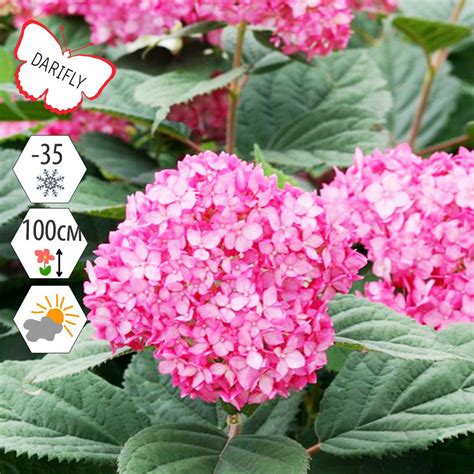 Гортензия древовидная Руби Анабель (Hydrangea arborescens Ruby ...
