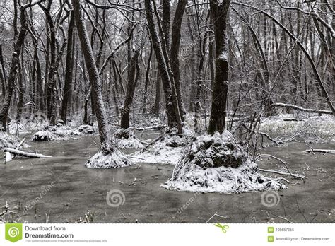 Snow Covered Naked Forest Stock Image Image Of Weather