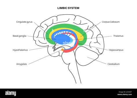 Blank Limbic System Diagram