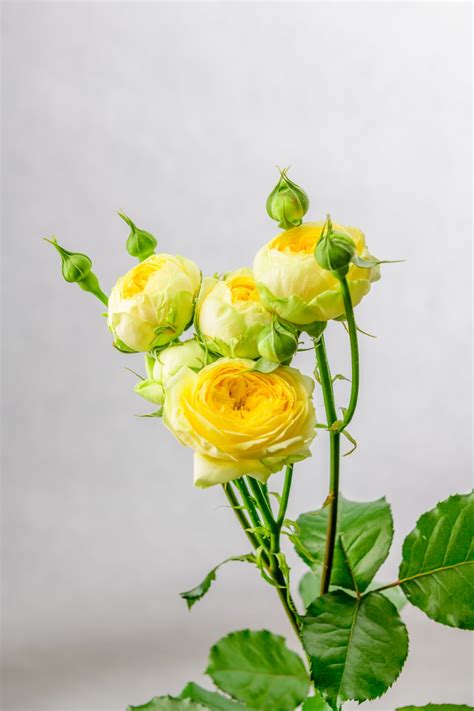 Каталог продукции / Флористический центр «Горкунов» Новосибирск ...