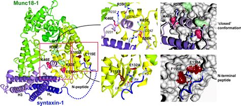 Structure Of The Munc18 1syntaxin 1 Complex Burkhardt Et Al 2008