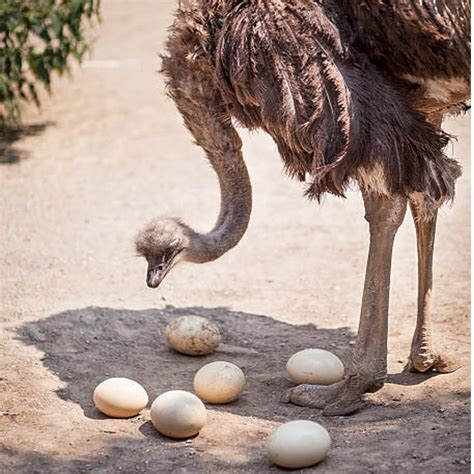 Firtilised Ostrich Egg For Sale At Best Price - Buy Ostrich Egg Ostrich