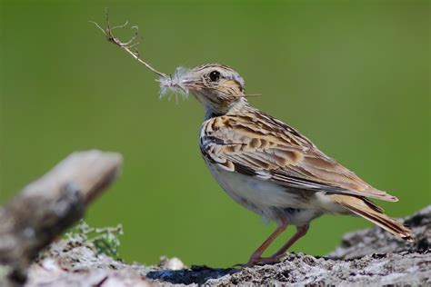 Полевой жаворонок: описание птицы, фото, как выглядит, где обитает, чем ...