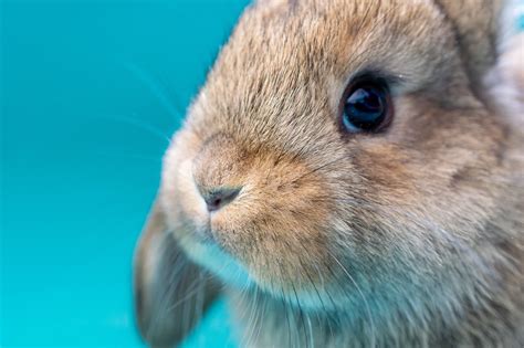 Do Male Rabbits Have Nipples Sex Facts Differences Hepper Pet Resources
