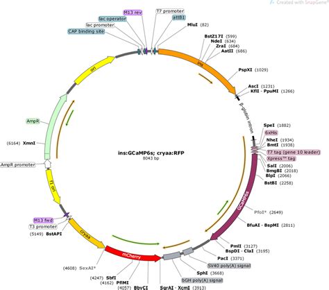 Addgene Ins Gcamp S Cryaa Rfp