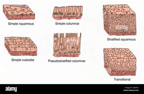 Simple squamous epithelium hi-res stock photography and images - Alamy
