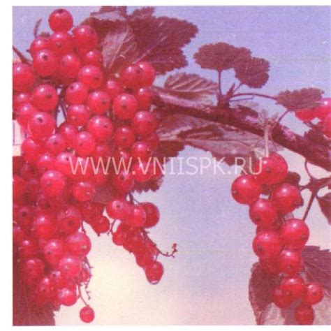 Смородина красная, Сорт Чулковская - ФГБНУ ВНИИСПК