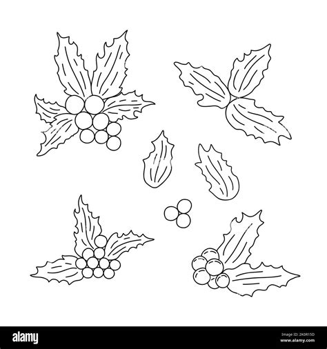 Holly Plant Leaves And Berry Traditional Winter Holidays Simple Outline