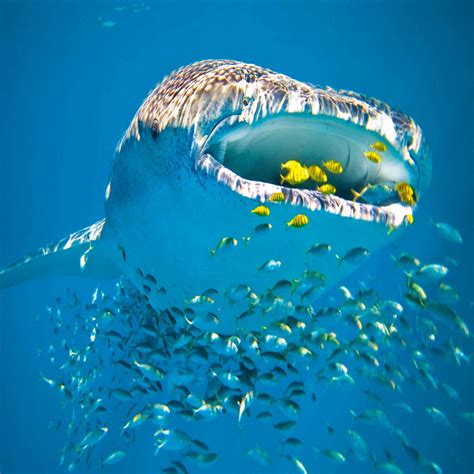 Q Comen Las Ballenas