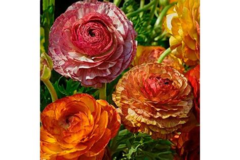 Саженец Ранункулюса Пикоти Кафе О Лей