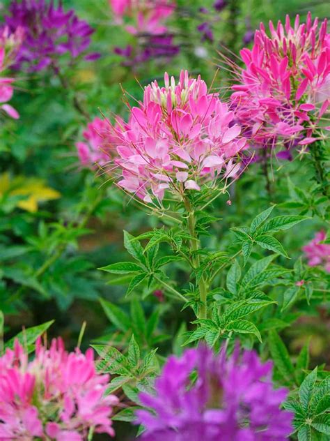 6 Tall Annual Flowers That Bloom All Summer