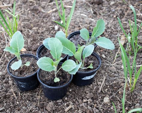 Cauliflower Seedlings Growing Broccoli And Cauliflower In Southern