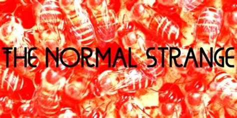 The Normal Strange Vol 1 Brooklyn