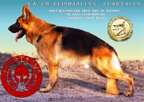Famous German Shepherd Boys, | Leishjaclyn German Shepherds