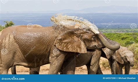 Agua De Rociadura Del Elefante Africano En Su Parte Posterior Foto De