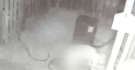 Naked Man Performs Sex Act As He Breaks Into Woman S Back Garden And Tries To Get Into Home