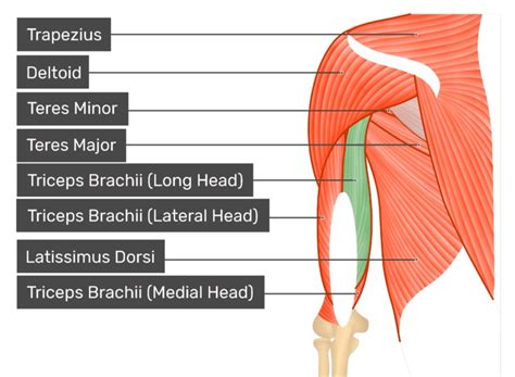 surf paddling triceps stretch  surf paddling exercise