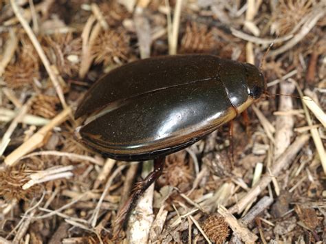 Cybister Tripunctatus From Byra Lagoon Hebel Qld Australia On