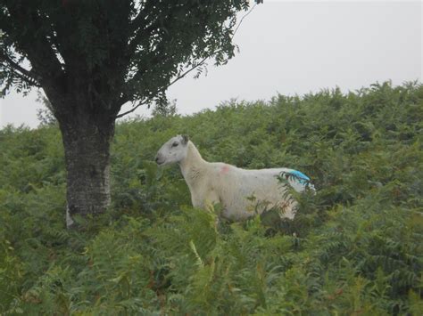 Livestock Grazing on the Moor