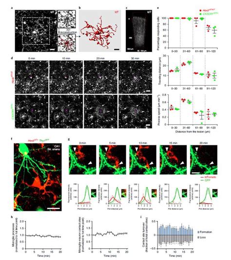 Nat Immunol：一种新型的小胶质细胞研究工具，为探索小胶质细胞开辟新途径