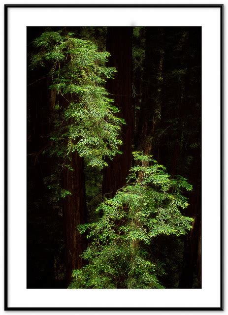 muir woods redwoods muir woods redwoods trees california matt anderson ...