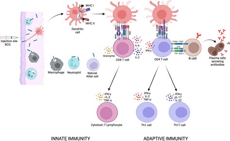 Frontiers A Century Of Bcg Vaccination Immune Mechanisms Animal