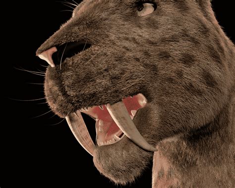 Sabretooth Animal 3d Model Download