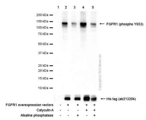 Fgfr Epr N Fgfr Ab Abcam