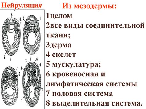 Онтогенез - презентация онлайн