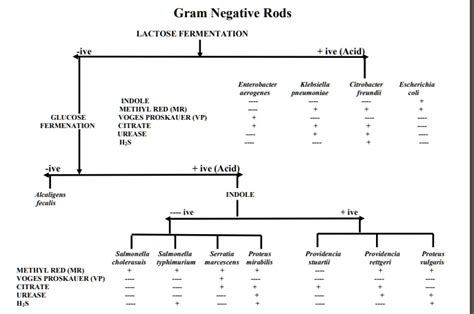 Gram Negative Rods Lactose Fermentation Ive Acid Euerhcler Klebsiella