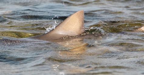 Shark Attacks 2024: Why You Should Be Careful in the Water