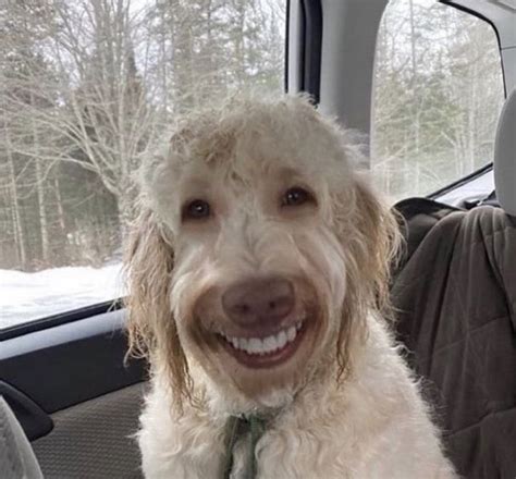 Silly Dog Memes To Brighten Your Day