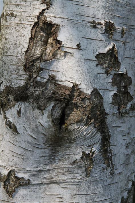 Detail of Silver Birch Tree Stock Image - Image of tree, silver: 73510235