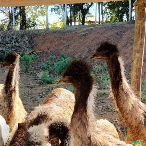 Emus Fêmeas Lindas em Piedade SP à venda Compre direto 700570