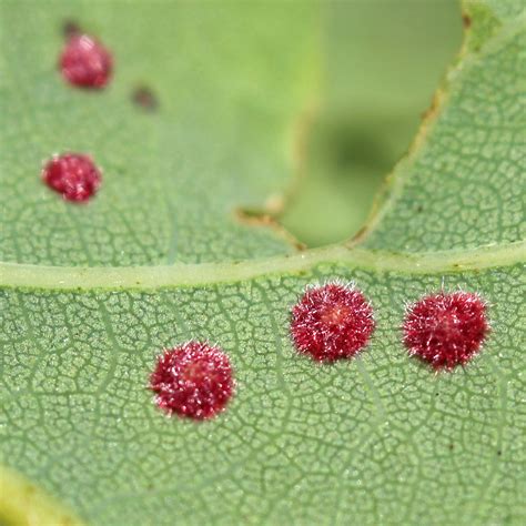 Oak galls: Currants and spangles | earthstar