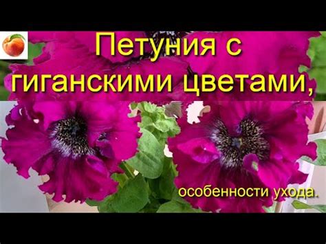 Петуния с огромными цветками Купите эти цветы Новинка сезона махровая ...