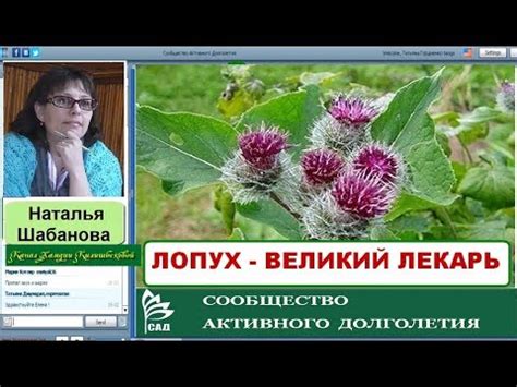 ACLON Флуревит Лопуха - могучий лекарь / Шабанова Н. 2017 год - YouTube