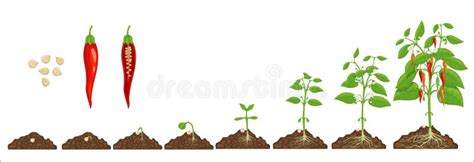 Chili Pepper Seed Growth Stages, Progress in Soil Stock Vector ...