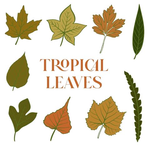 Premium Vector Vector Tropical Leaves Set Illustration