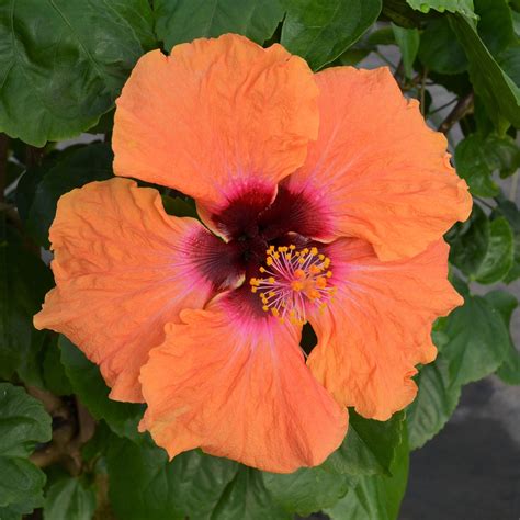 Hibiscus, Proven Winners 'Disco Diva' (2 Gallon) - Baucom's Nursery