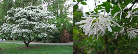 Botanical Name Chionanthus Retusus Common Name Chinese Fringe Tree Description Noted For Its