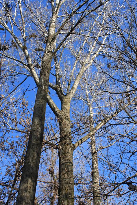 Fotos gratis árbol naturaleza bosque rama invierno cielo hoja