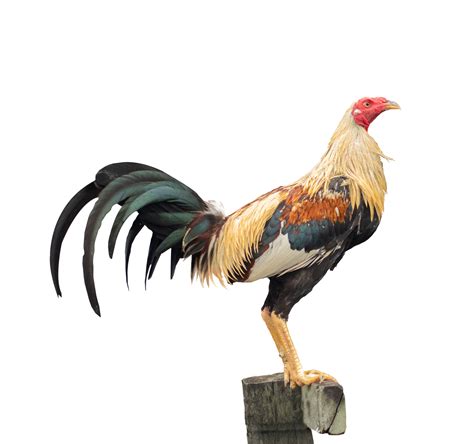 Youtube Rooster Fights