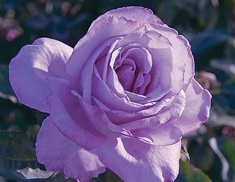 M Tech Gardens Rare Rose Variety 8 Exotic 20 Seeds For Growing