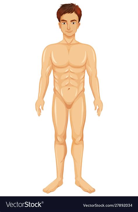 Human Male Naked On White Background Royalty Free Vector