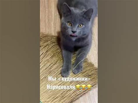 Без кота жизнь не та😂😂😂 - YouTube