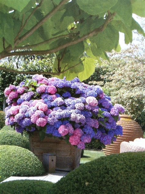 The Potted Hydrangea Growing Hydrangeas Planting Hydrangeas Beautiful Flowers