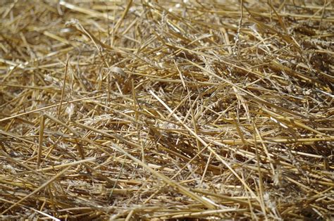 Hay Straw Free Photo On Pixabay Pixabay