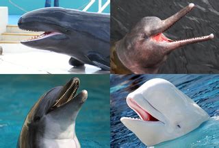 fileodontoceti diversitypng wikimedia commons