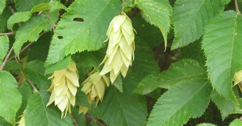 Foraging Texas Hop Hornbeam